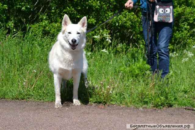 Замечательная лаечка Люся ищет дом