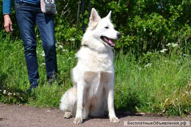 Замечательная лаечка Люся ищет дом