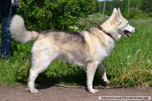 Замечательная лаечка Люся ищет дом