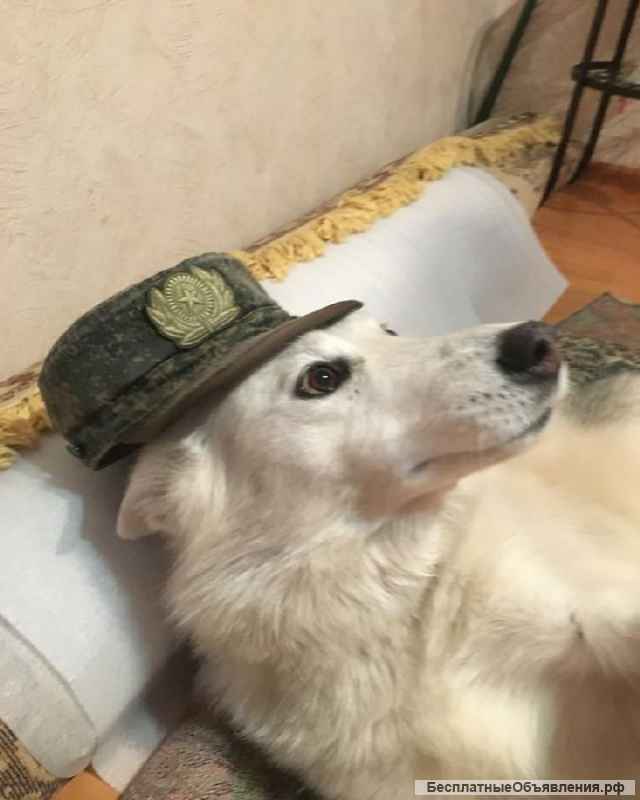 Замечательная лаечка Люся ищет дом