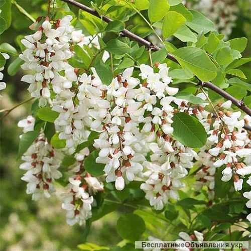 Мед з власної пасіки