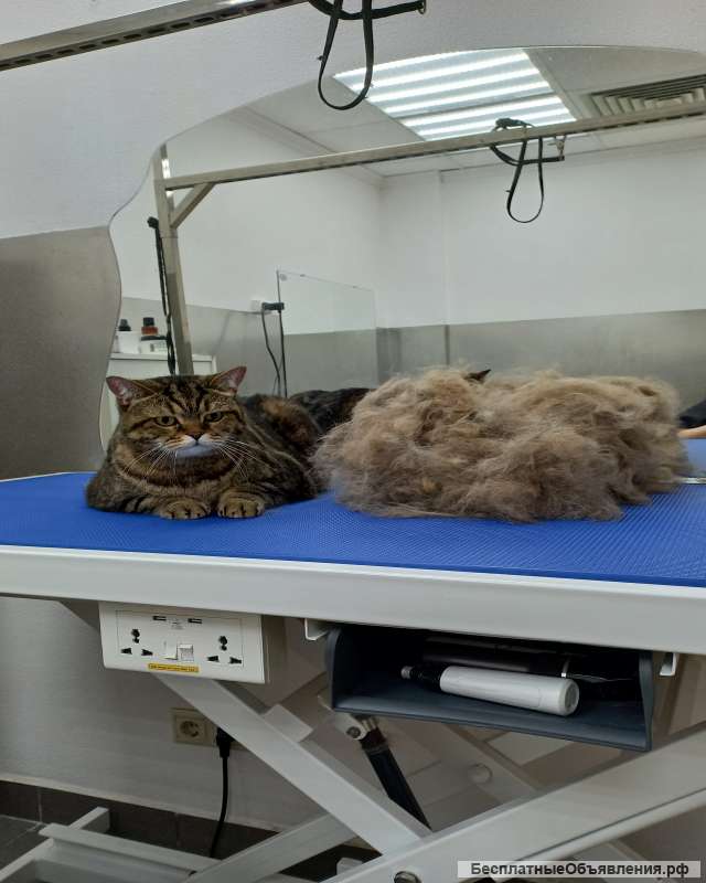 Стрижка кошек и собак
