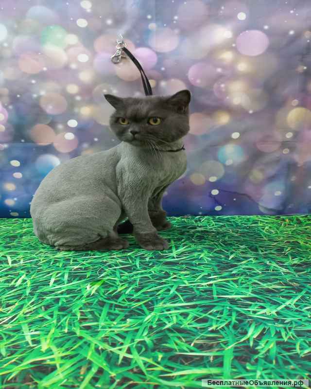 Стрижка кошек и собак