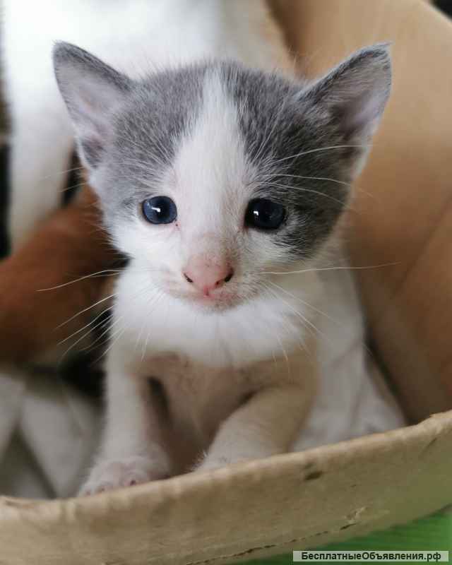 Котята ищут дом