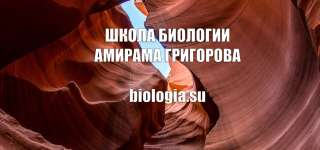 Онлайн-занятия в Школе биологии Амирама Григорова