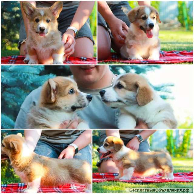 Щенков вельш-корги пемброк