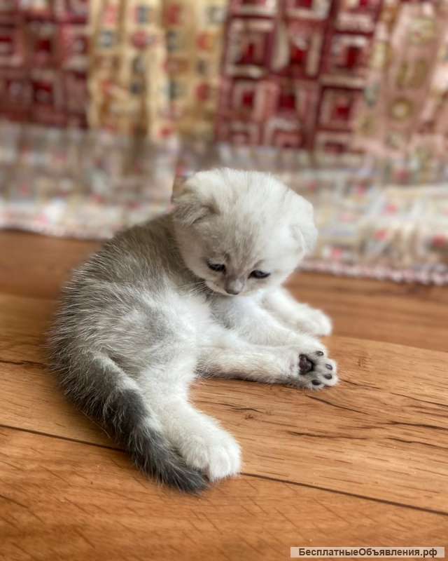 Котята шотландские