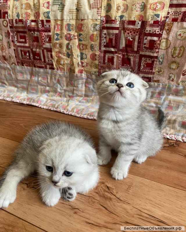 Котята шотландские