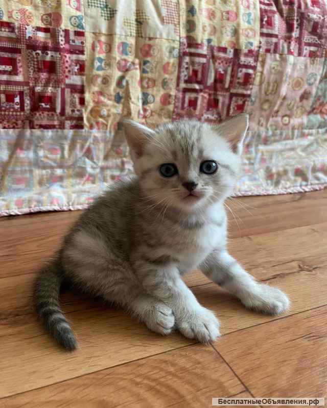 Котята шотландские