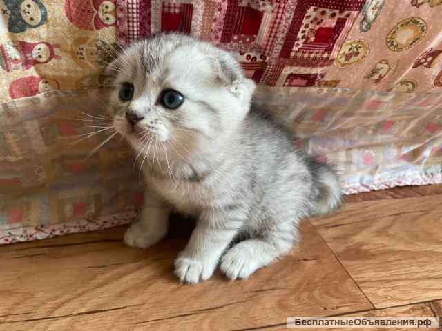 Котята шотландские