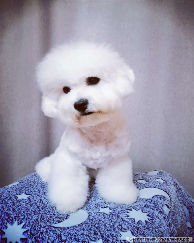 Щенки Бишон фризе