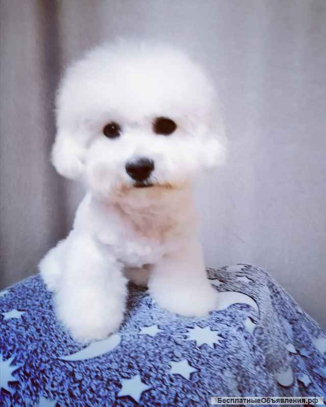 Щенки Бишон фризе