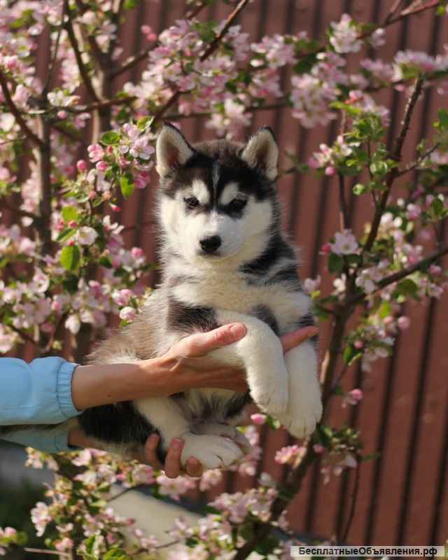 Сибирский хаски (щенки из питомника)