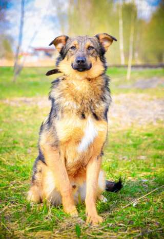 Компактный подросток из приюта в добрые руки
