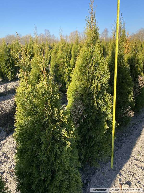 ТУИ, СОСНЫ, ЕЛИ. С доставкой в РФ