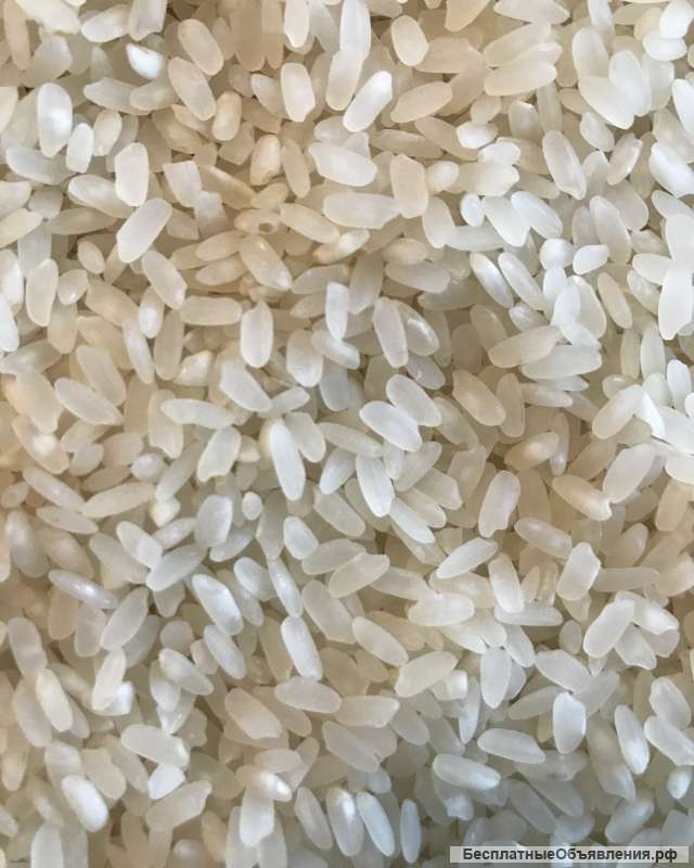 Рис камалино