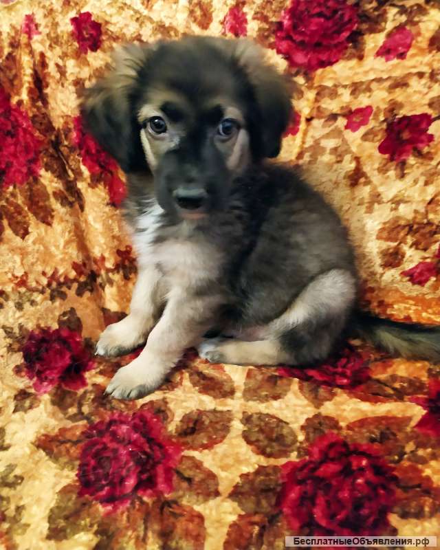 Щенок в добрые руки