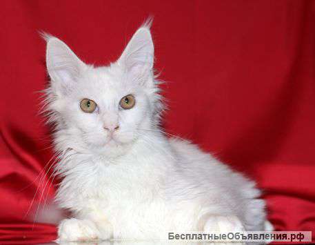 Белоснежный Кот Мейн Кун