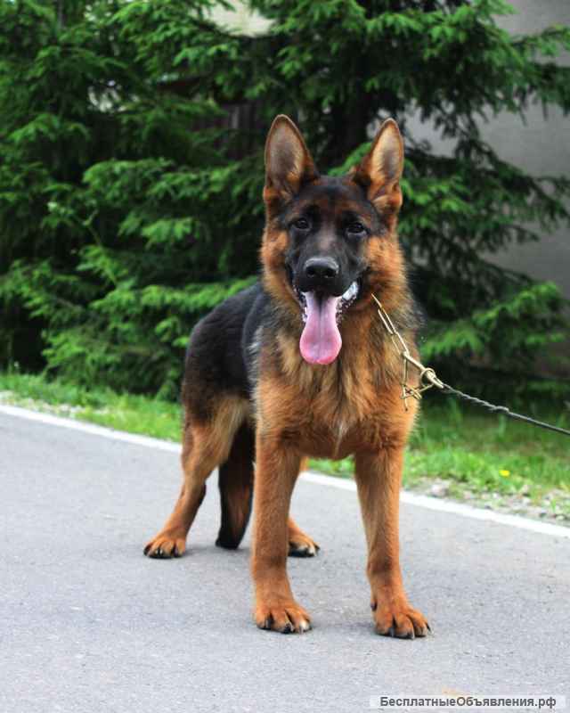 Немецкие овчарки, девочки семь месяцев. Прививки