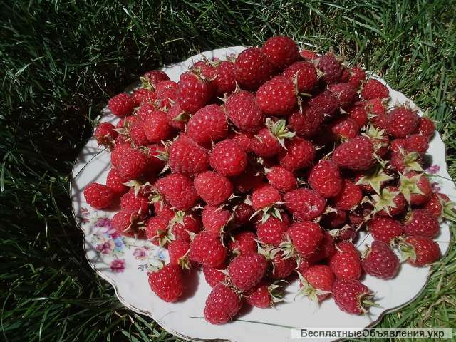 Свежую ягоду малину в Луганске