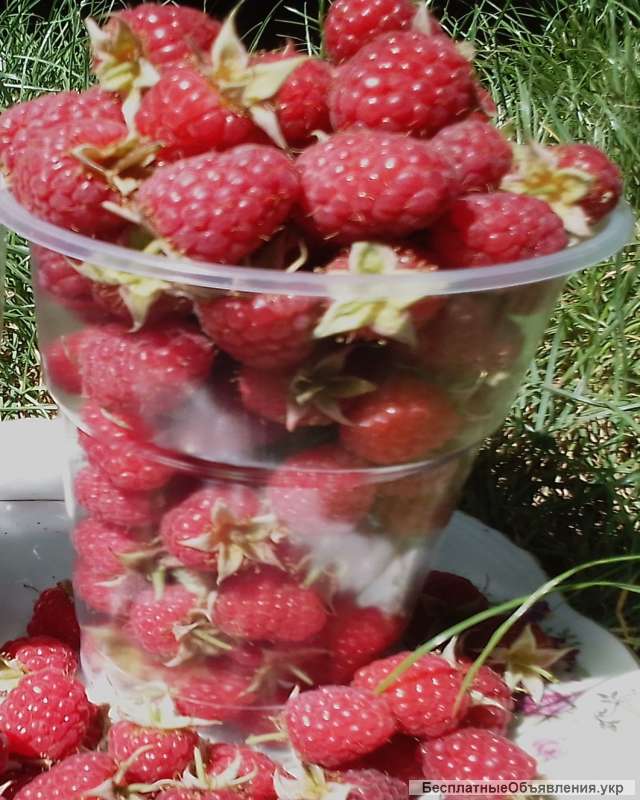 Свежую ягоду малину в Луганске