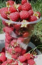 Свежую ягоду малину в Луганске
