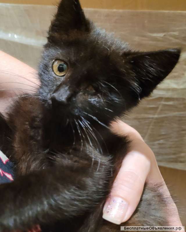 Девочка-котёнок ищет дом