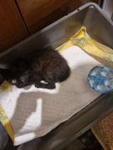 Девочка-котёнок ищет дом