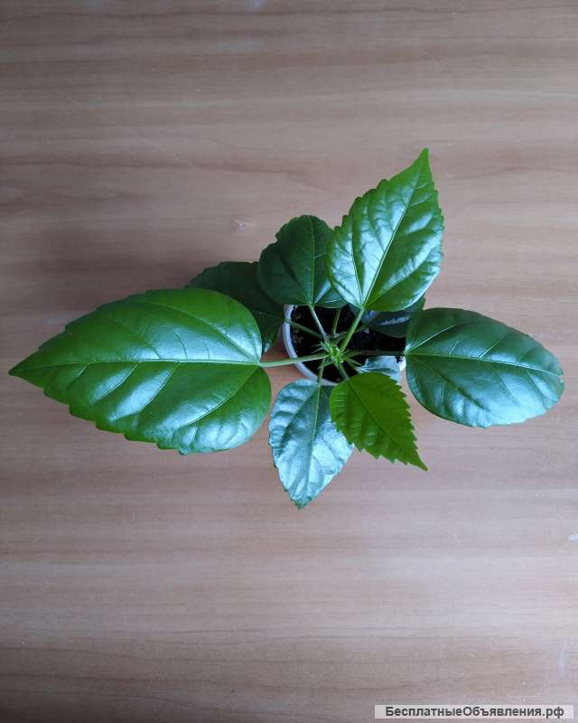 Гибискус (роза китайская)