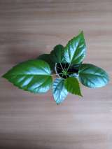 Гибискус (роза китайская)