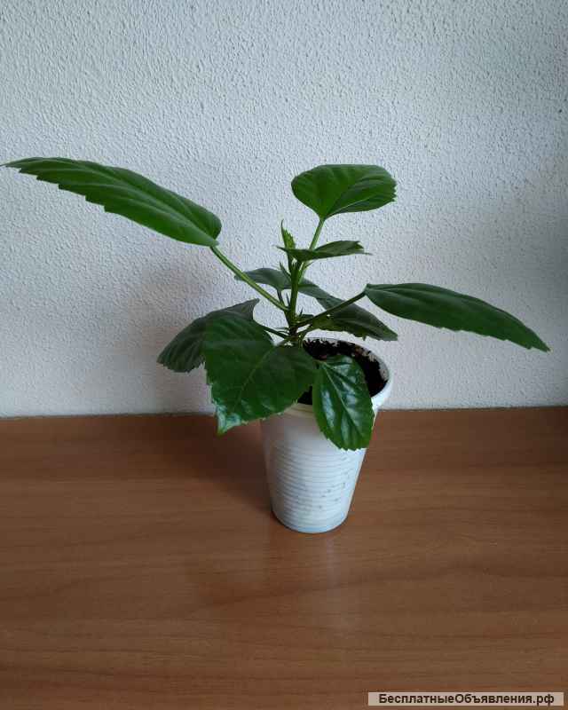 Гибискус (роза китайская)