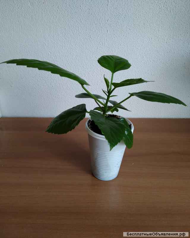 Гибискус (роза китайская)