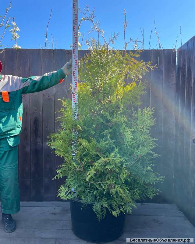 Хвойные декоративные растения