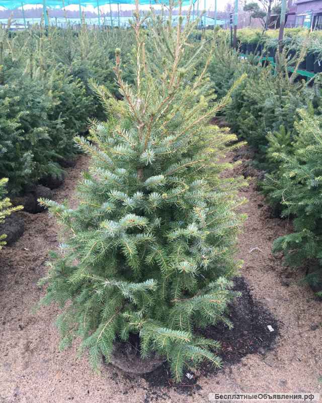 Хвойные декоративные растения