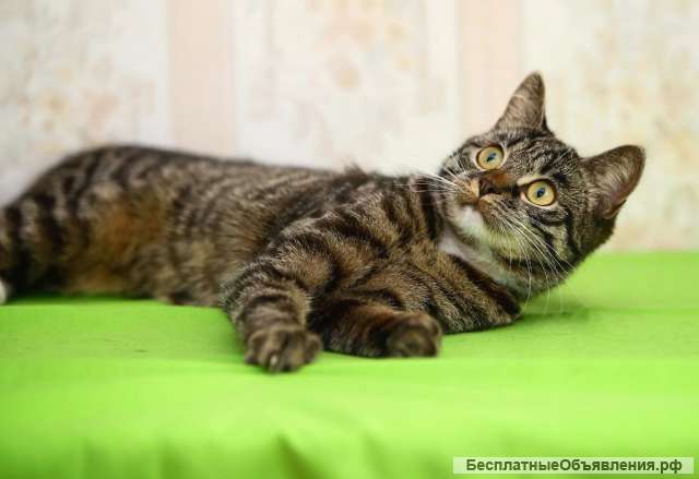 Кошечка в добрые руки