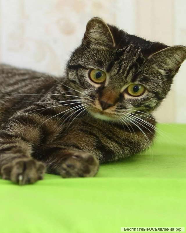 Кошечка в добрые руки