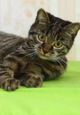 Кошечка в добрые руки