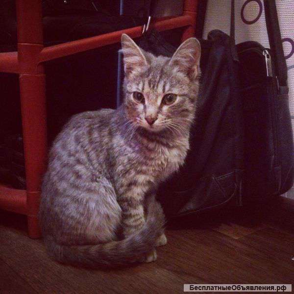 Подарю кота-баюна