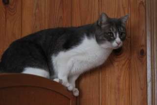 Очень милый котик Лаки в добрые руки