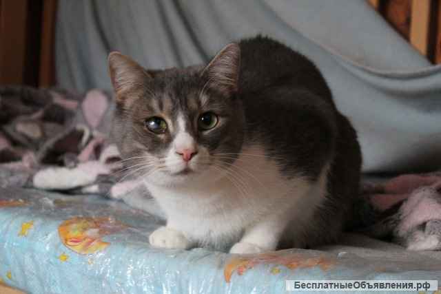 Очень милый котик Лаки в добрые руки