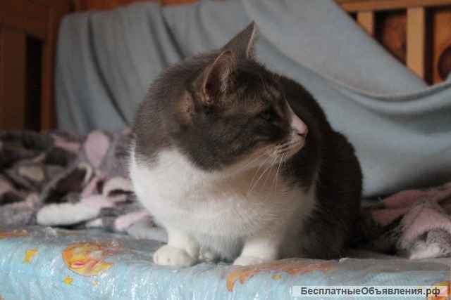 Очень милый котик Лаки в добрые руки