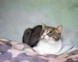 Очень милый котик Лаки в добрые руки