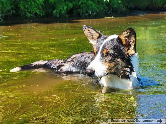 Щенок вельш корги кардиган, 6 мес красавица Эшли
