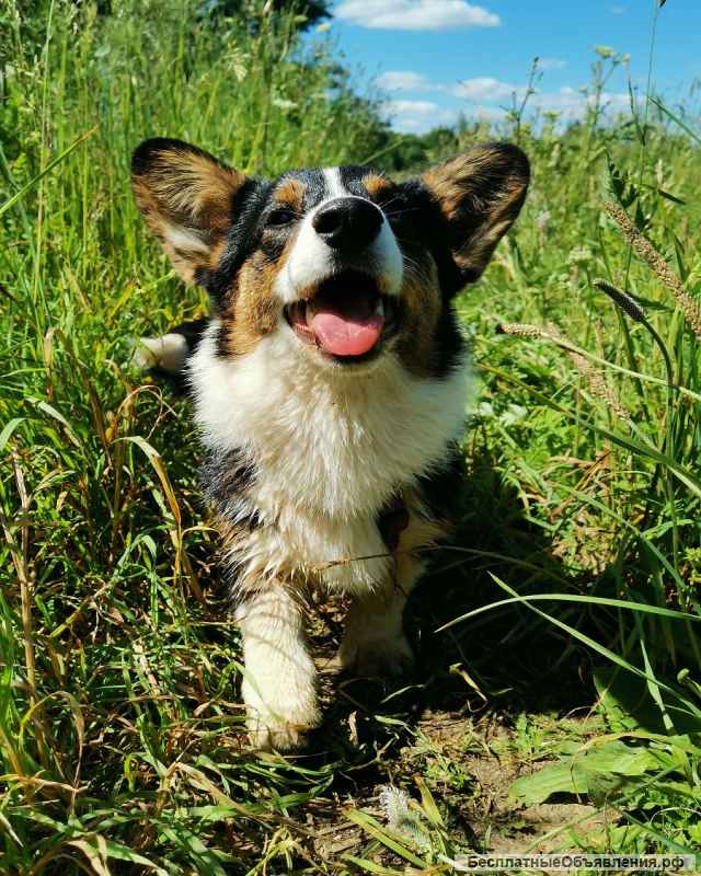 Щенок вельш корги кардиган, 6 мес красавица Эшли