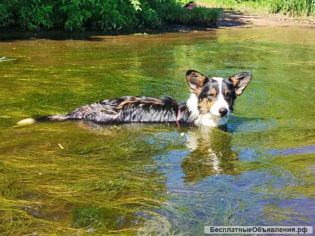 Щенок вельш корги кардиган, 6 мес красавица Эшли