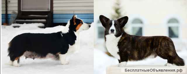 Щенок вельш корги кардиган, 6 мес красавица Эшли