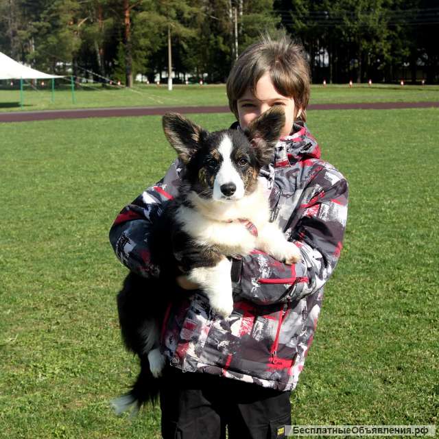 Щенок вельш корги кардиган, 6 мес красавица Эмбер