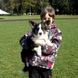 Щенок вельш корги кардиган, 6 мес красавица Эмбер