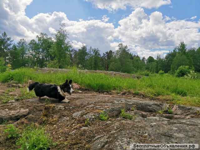 Щенок вельш корги кардиган, 6 мес красавица Эмбер