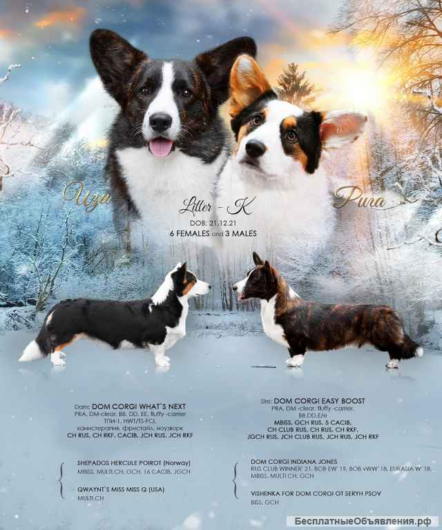 Щенок вельш корги кардиган, 6 мес красавица Эмбер